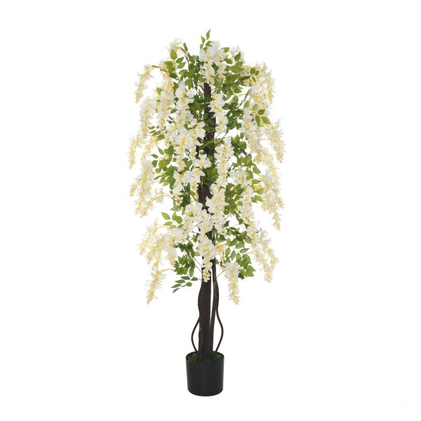 Nepplant - Wisteria - 1,65 meter - wit
